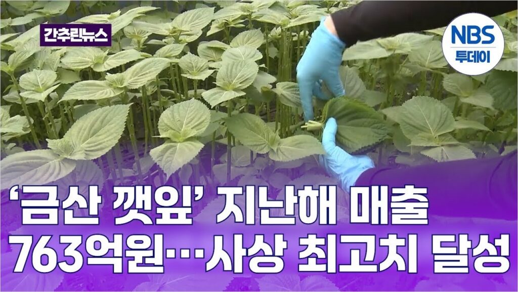 금산 깻잎